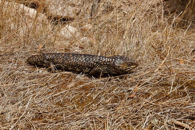 196 Murphy's Haystacks, pijnappelskink.jpg